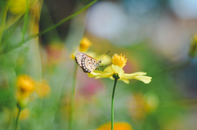 Close-up of butterfly pollinating on flower