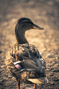 Close-up of duck 