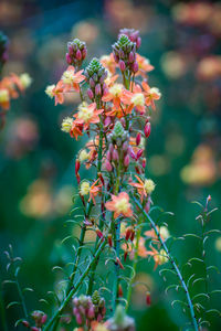 Close-up of flowering plant