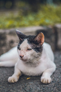 Close-up of cat looking away