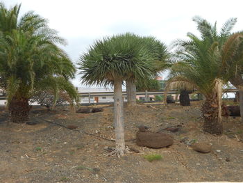 Palm trees on beach against sky