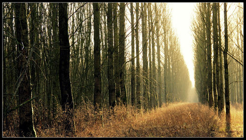 Trees in forest