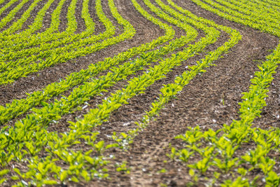 Scenic view of rice field