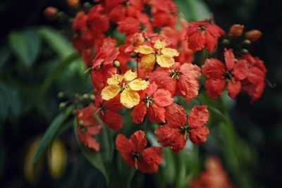 Close-up of red flowering plants