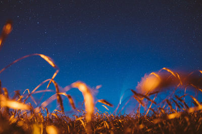 Close-up of fire against sky at night