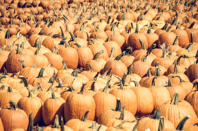 Full frame shot of pumpkins at farm