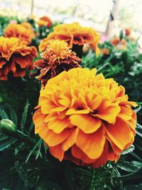 Close-up of flowers blooming in park