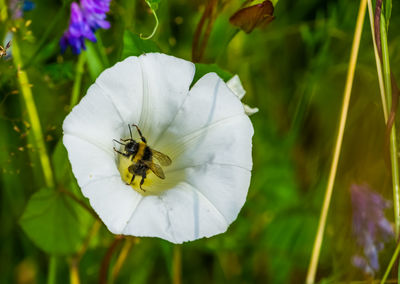 Close-up of bee pollinating on flower