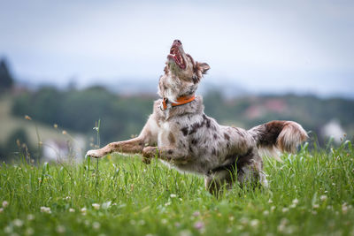 Dog running on field