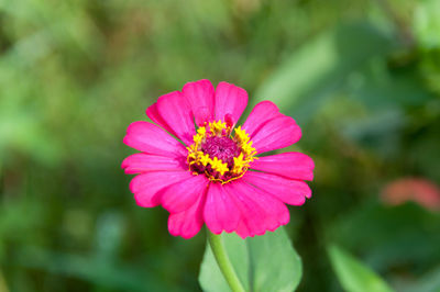 Close-up of fresh pink daisy flower blooming in garden