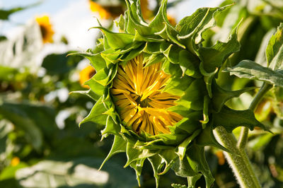 Close-up of yellow flowering plant