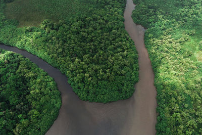 High angle view of plants and trees on land