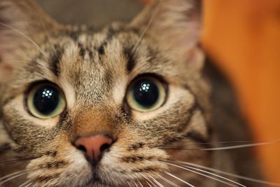 Close-up of kitten looking up