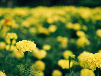 Close-up of yellow flowers blooming on field