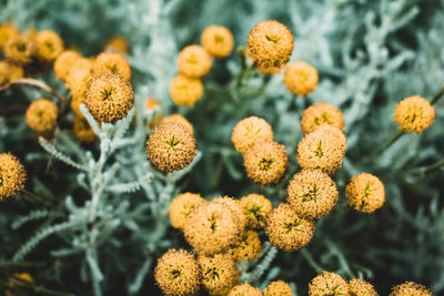 Close-up of yellow flowering plants