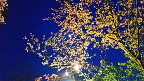 Low angle view of blooming tree against blue sky