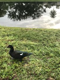 High angle view of bird on field