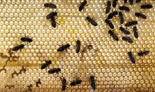 Close-up of bee on the wall