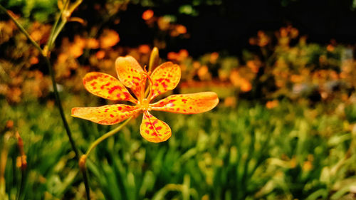 Close-up of flower blooming outdoors