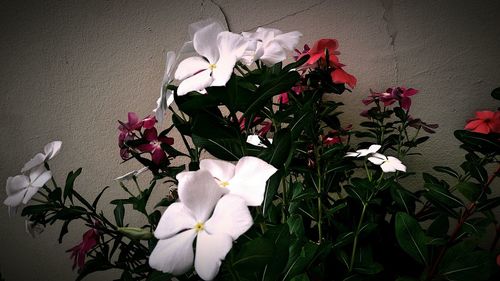 Close-up of rose blooming outdoors