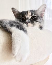 Close-up of a cat sleeping