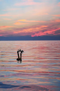 Cormorans coupling at sunset