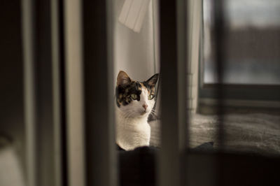 Cat sitting on window at home