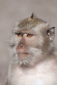 Close-up of cat looking away