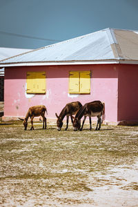 Horses on field