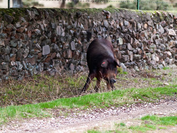 View of a sheep on field