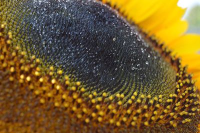 Full frame shot of sunflower