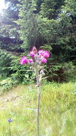 Close-up of pink flowering plants on field