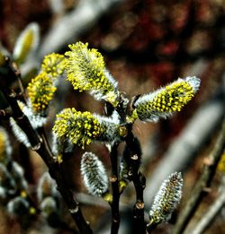 Close-up of cactus flowers