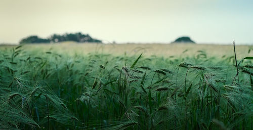 Wheat growing on field against clear sky