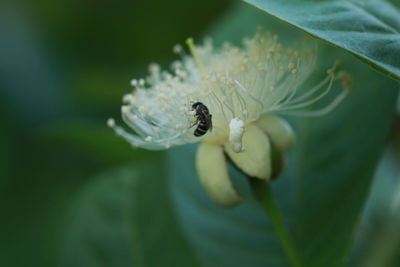 Close-up of insect on flower