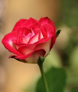 Close-up of pink rose blooming outdoors