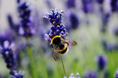 Close-up of bee on purple flower