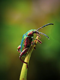 Rainbow bugs on the leaf