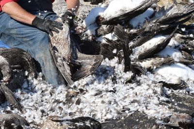 Midsection of man removing gannet feather