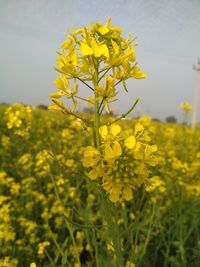 Close-up of yellow flowering plant