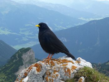 Close-up of bird perching on rock against sky