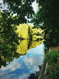 Reflection of trees in water against sky