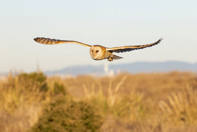 Barn owl  flying in the grass field