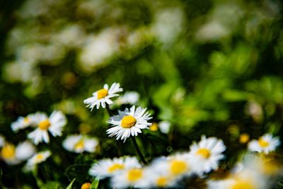 Close-up of white daisy flowers on field
