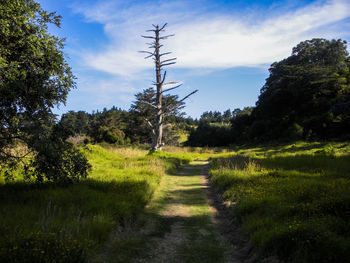 Trail amidst trees on field against sky