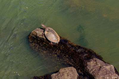 High angle view of turtle at lake