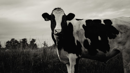 Cow standing on field against sky