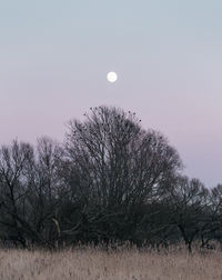 Scenic view of moon against clear sky at night