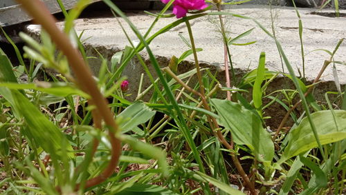 Close-up of fresh green grass in field