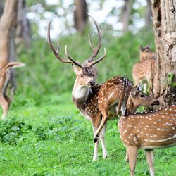 Deer on field